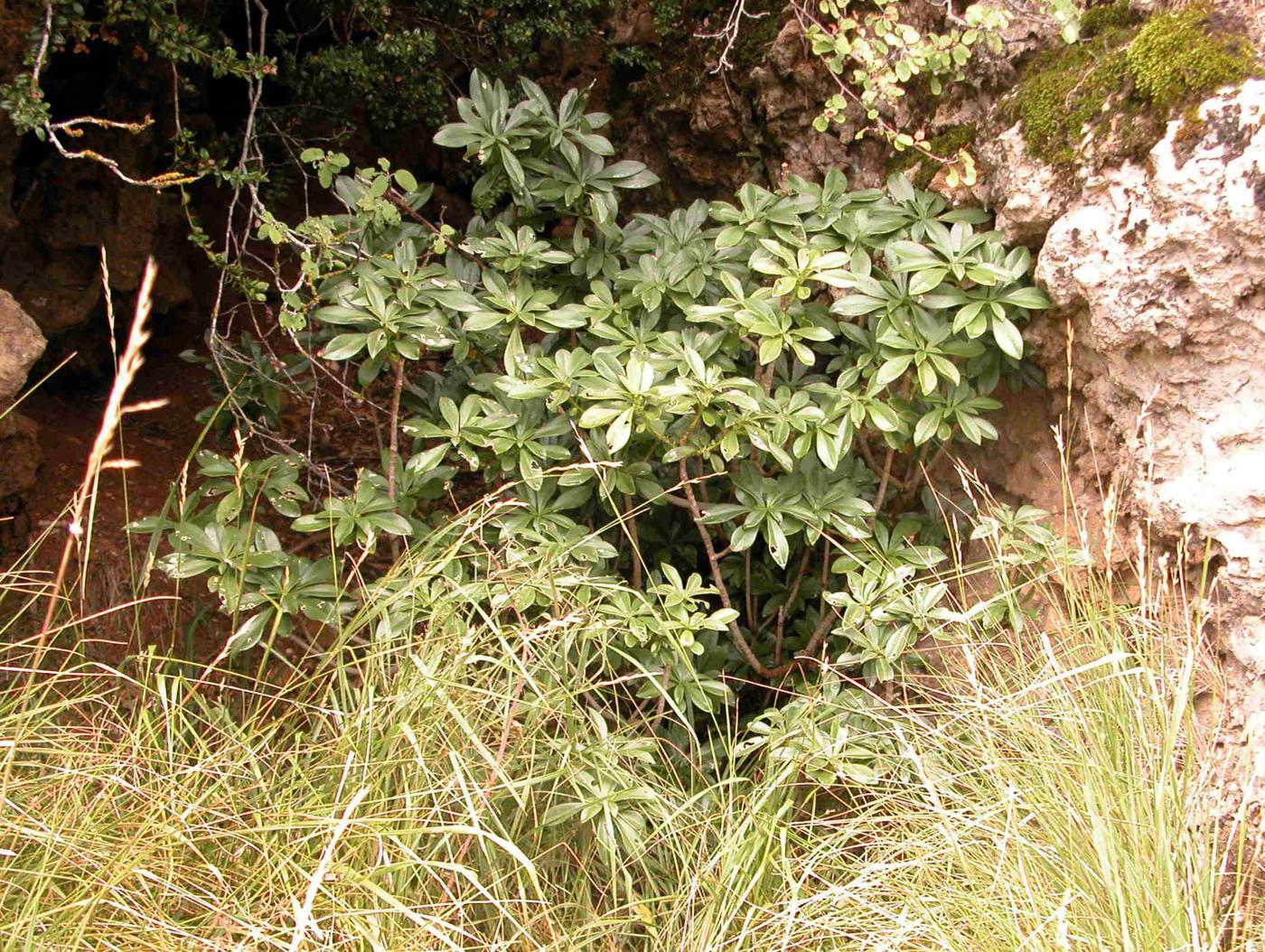 Spurge laurel plant